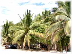 Puerto Vallarta - Beach with Palms